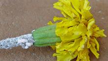 Citrus mealybug - credit: Chazz Hesselein, Alabama Cooperative Extension System/Bugwood.org